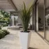 Dracaena Marginata 100 cm styled in an interior — Neon Jungle Studios
