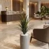 Dracaena Marginata 45 cm styled in an interior — Neon Jungle Studios