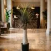 Dracaena Palm with dried leaves 120 cm styled in an interior — Neon Jungle Studios