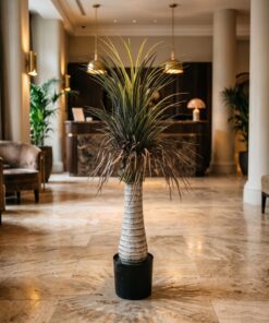 Dracaena Palm with dried leaves 120 cm styled in an interior — Neon Jungle Studios