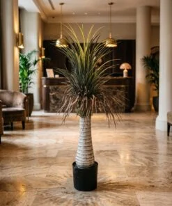 Dracaena Palm with dried leaves 120 cm styled in an interior — Neon Jungle Studios