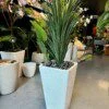 Dracaena Marginata 100 cm
