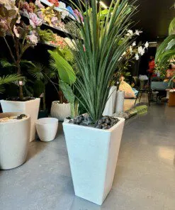 Dracaena Marginata 100 cm