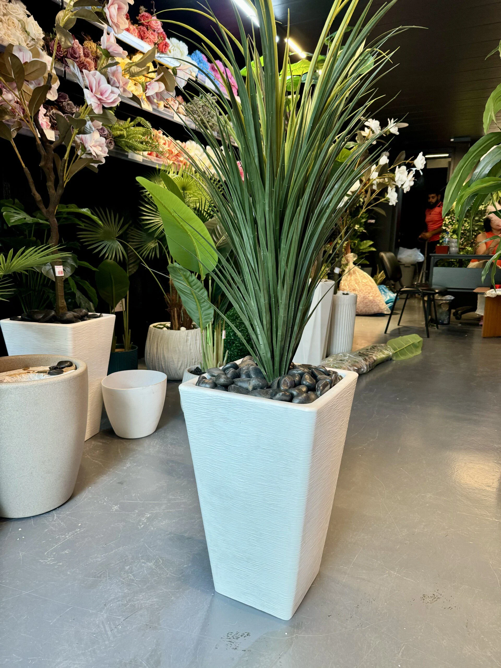 Dracaena Marginata 100 cm