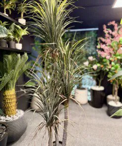 Palmier Dracaena à 3 troncs aux feuilles séchées 180 cm