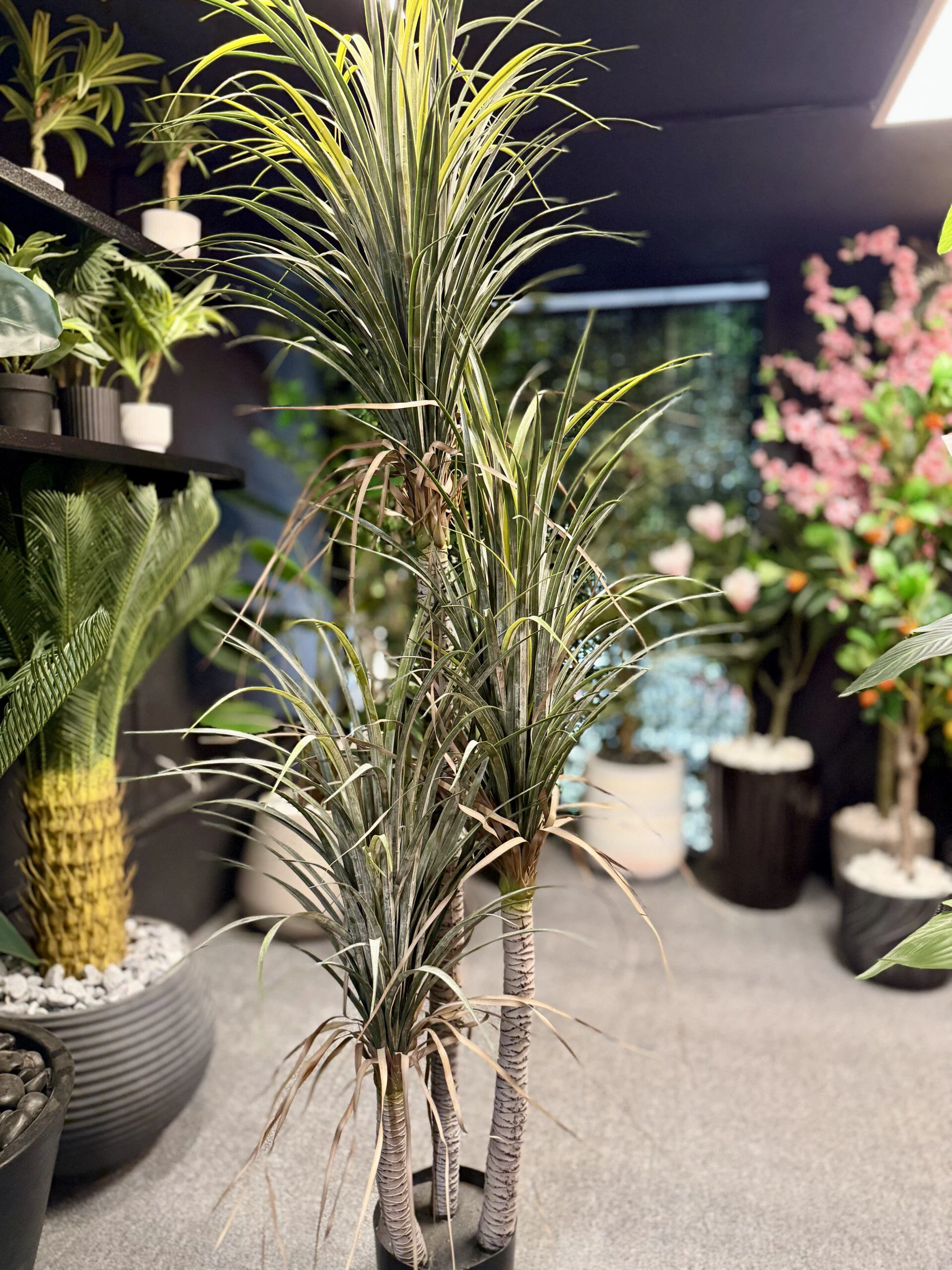 Palmier Dracaena à 3 troncs aux feuilles séchées 180 cm