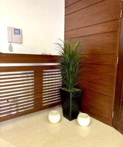 Dracaena Marginata 70 cm
