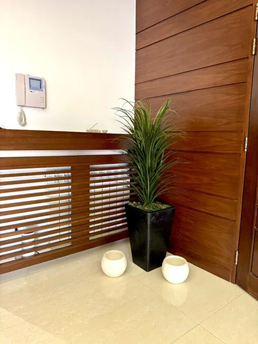 Dracaena Marginata 70 cm