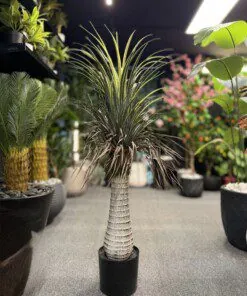 Palmier Dracaena aux feuilles séchées 120 cm