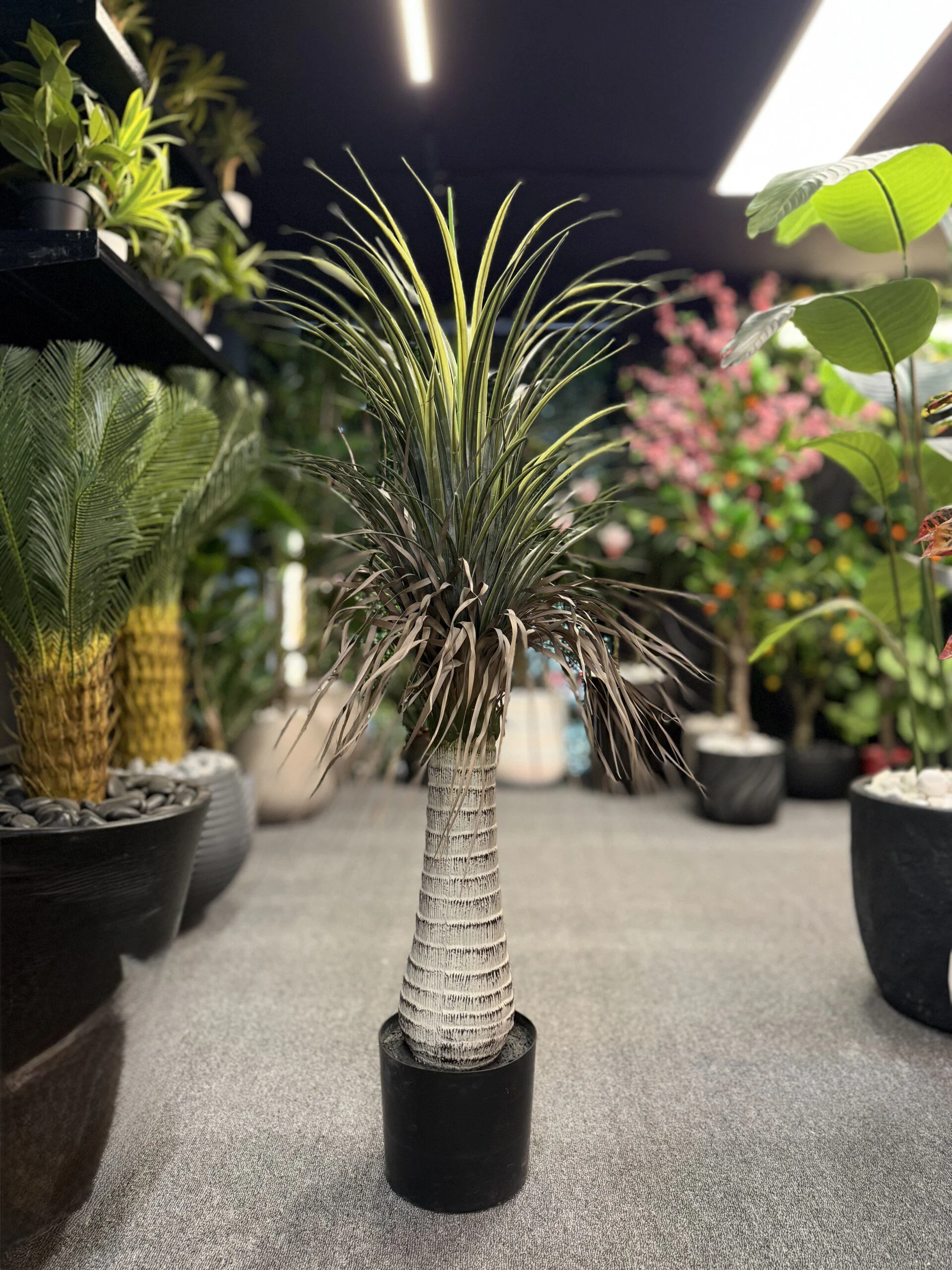 Palmier Dracaena aux feuilles séchées 120 cm