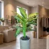 Dumbcane 120 cm styled in an interior — Neon Jungle Studios