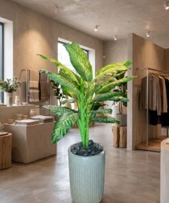 Dumbcane 120 cm styled in an interior — Neon Jungle Studios