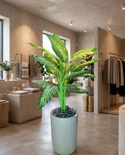 Dumbcane 120 cm styled in an interior — Neon Jungle Studios
