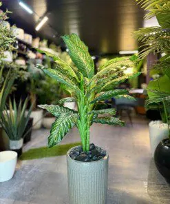 Dumbcane 120 cm