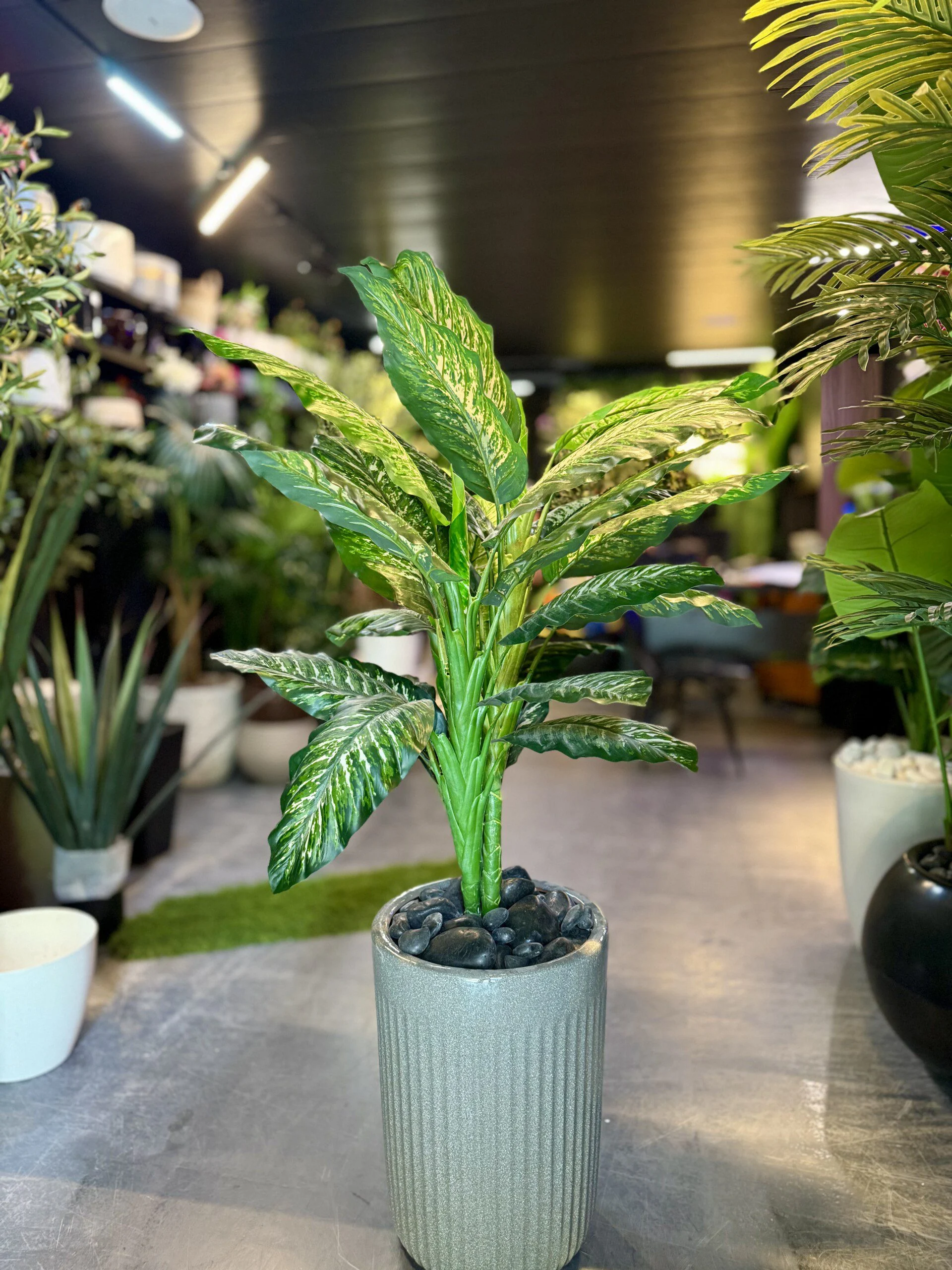 Dumbcane 120 cm