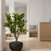 Dwarf Lemon Tree 90 cm styled in an interior — Neon Jungle Studios
