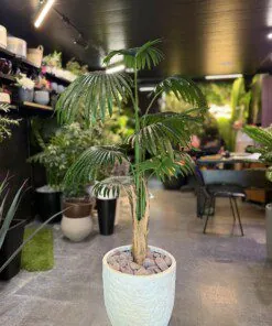 Palmier Éventail 160 cm