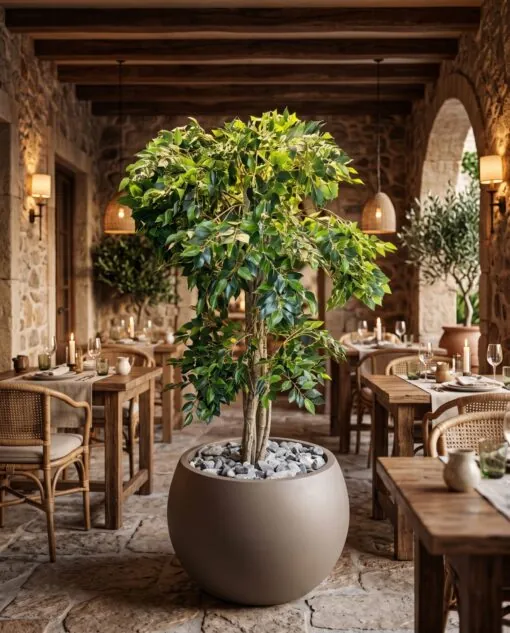 Ficus Benjamina 120 cm styled in an interior — Neon Jungle Studios