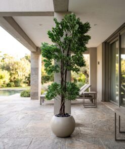 Ficus Benjamina 190 cm styled in an interior — Neon Jungle Studios