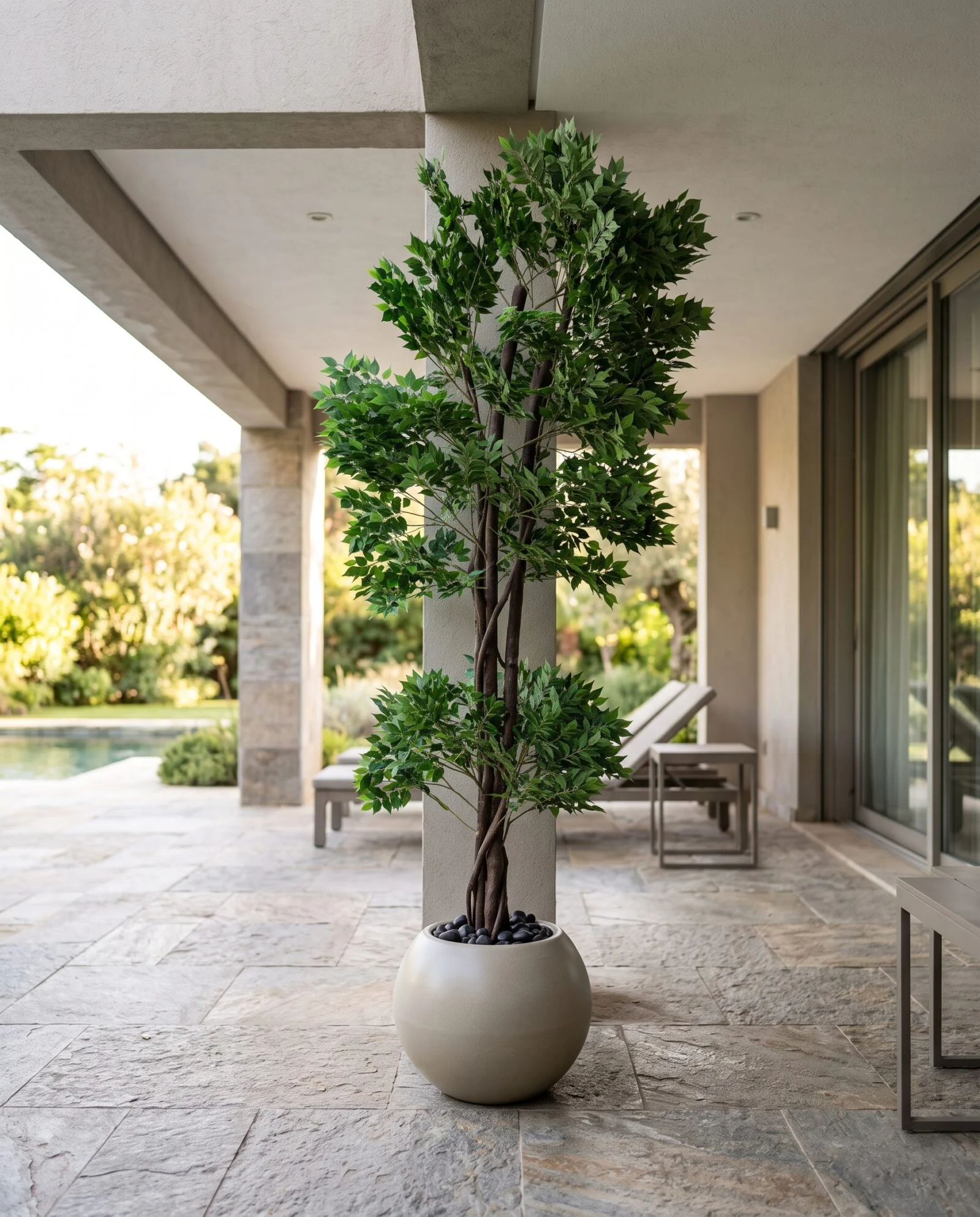 Ficus Benjamina 190 cm styled in an interior — Neon Jungle Studios
