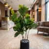 Ficus Lyrata 100 cm styled in an interior — Neon Jungle Studios