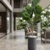 Ficus Lyrata 160 cm styled in an interior — Neon Jungle Studios