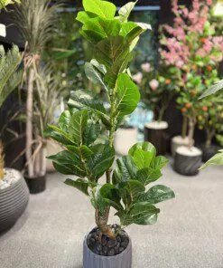 Ficus Lyrata 120 cm