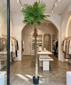 Fishtail Palm 230 cm styled in an interior — Neon Jungle Studios