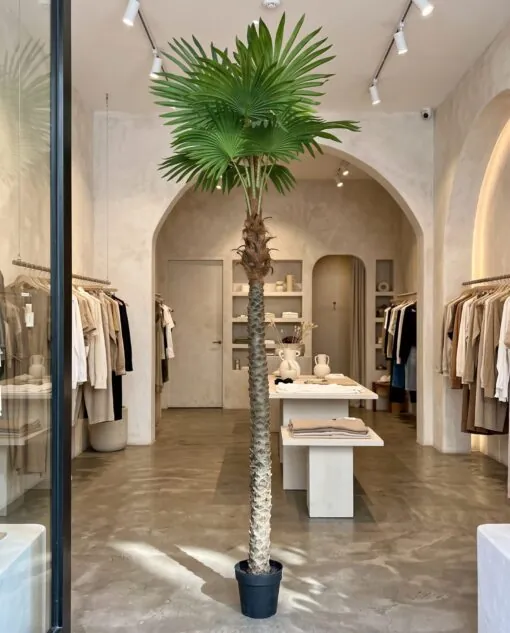 Fishtail Palm 230 cm styled in an interior — Neon Jungle Studios