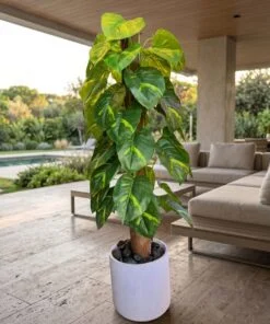 Golden Pothos Plant 110 cm styled in an interior — Neon Jungle Studios