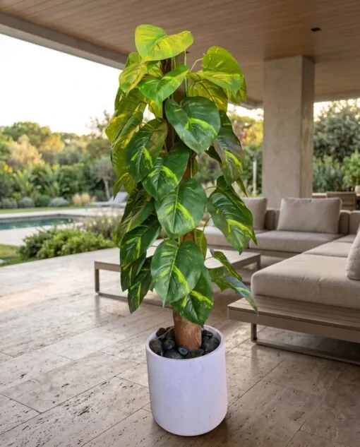Golden Pothos Plant 110 cm styled in an interior — Neon Jungle Studios
