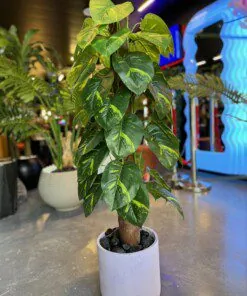 Pothos Doré 110 cm