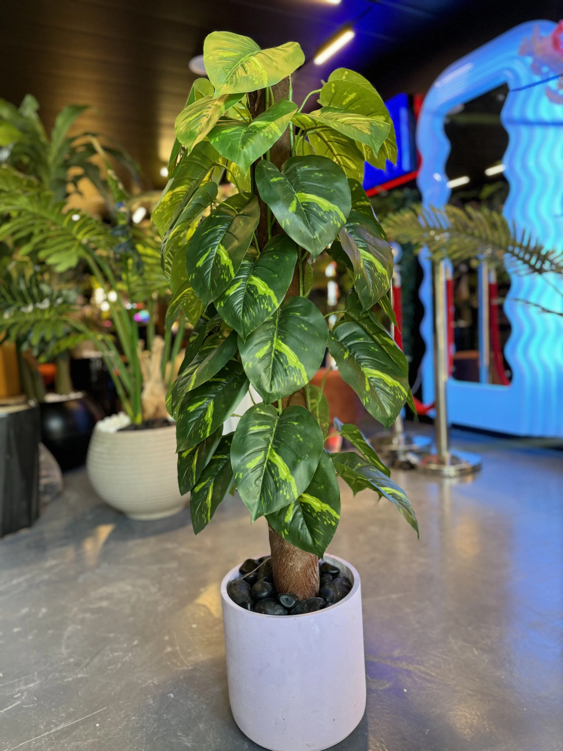 Pothos Doré 110 cm