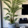 Palmier Areca 200 cm
