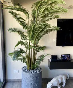 Palmier Areca 200 cm