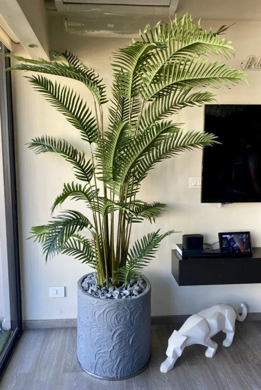 Palmier Areca 200 cm