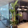 Bananier à 3 troncs avec arrangement de feuilles 200 cm