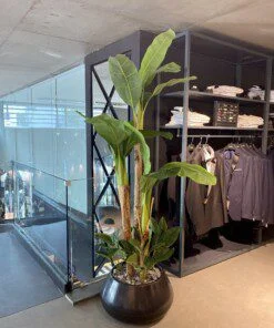 Bananier à 3 troncs avec arrangement de feuilles 200 cm