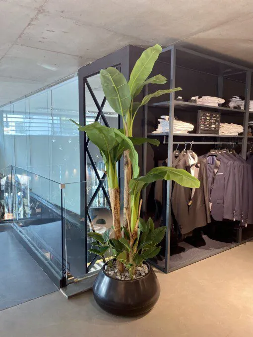 Bananier à 3 troncs avec arrangement de feuilles 200 cm