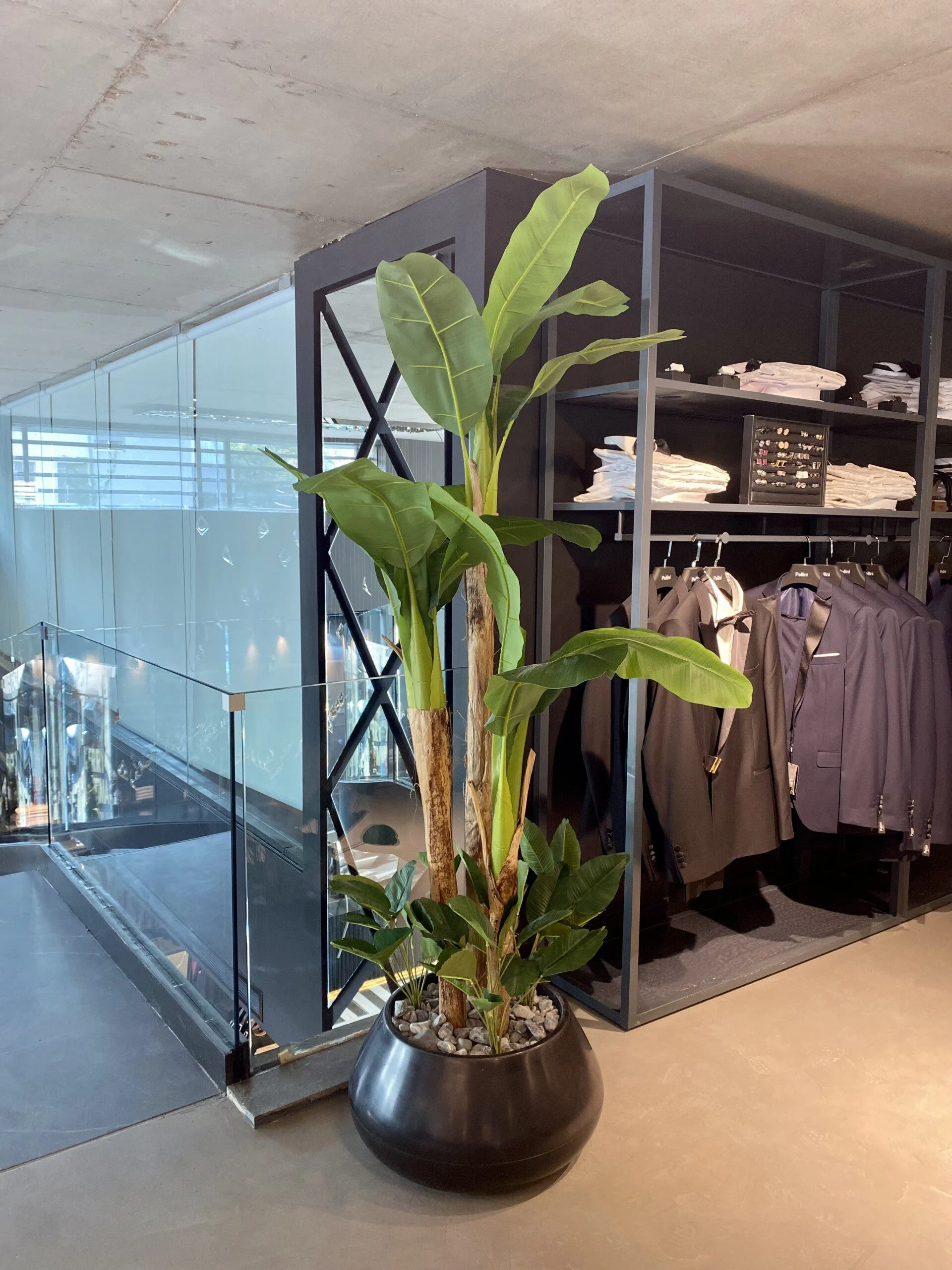 Bananier à 3 troncs avec arrangement de feuilles 200 cm