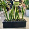 Sansevieria (Langue de Belle-mère) 9 stems avec planter 65 cm