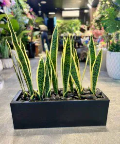 Sansevieria (Langue de Belle-mère) 9 stems avec planter 65 cm
