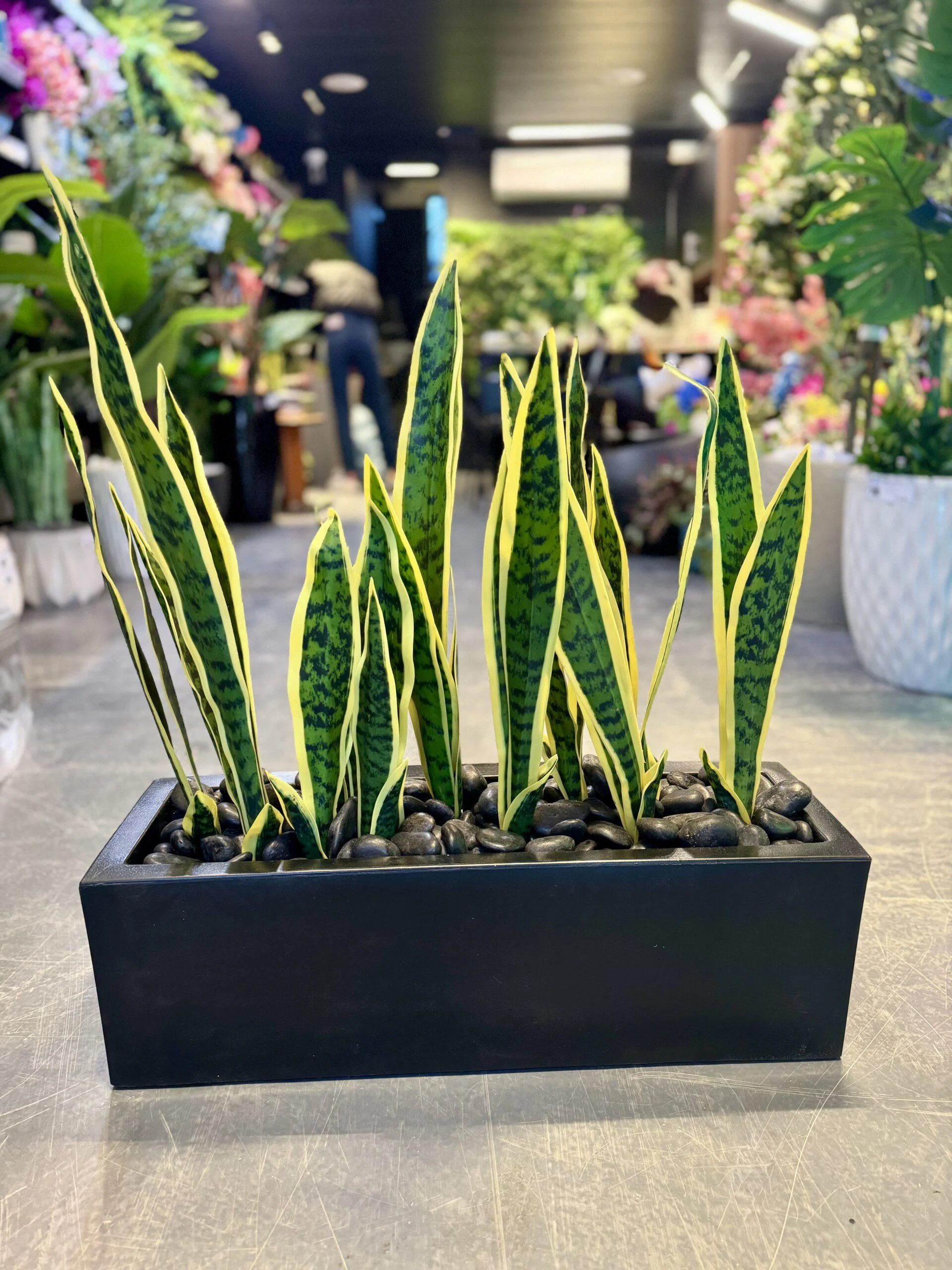 Sansevieria (Langue de Belle-mère) 9 stems avec planter 65 cm