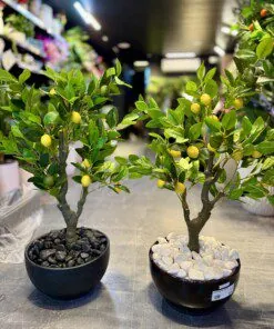 Citronnier Nain 90 cm