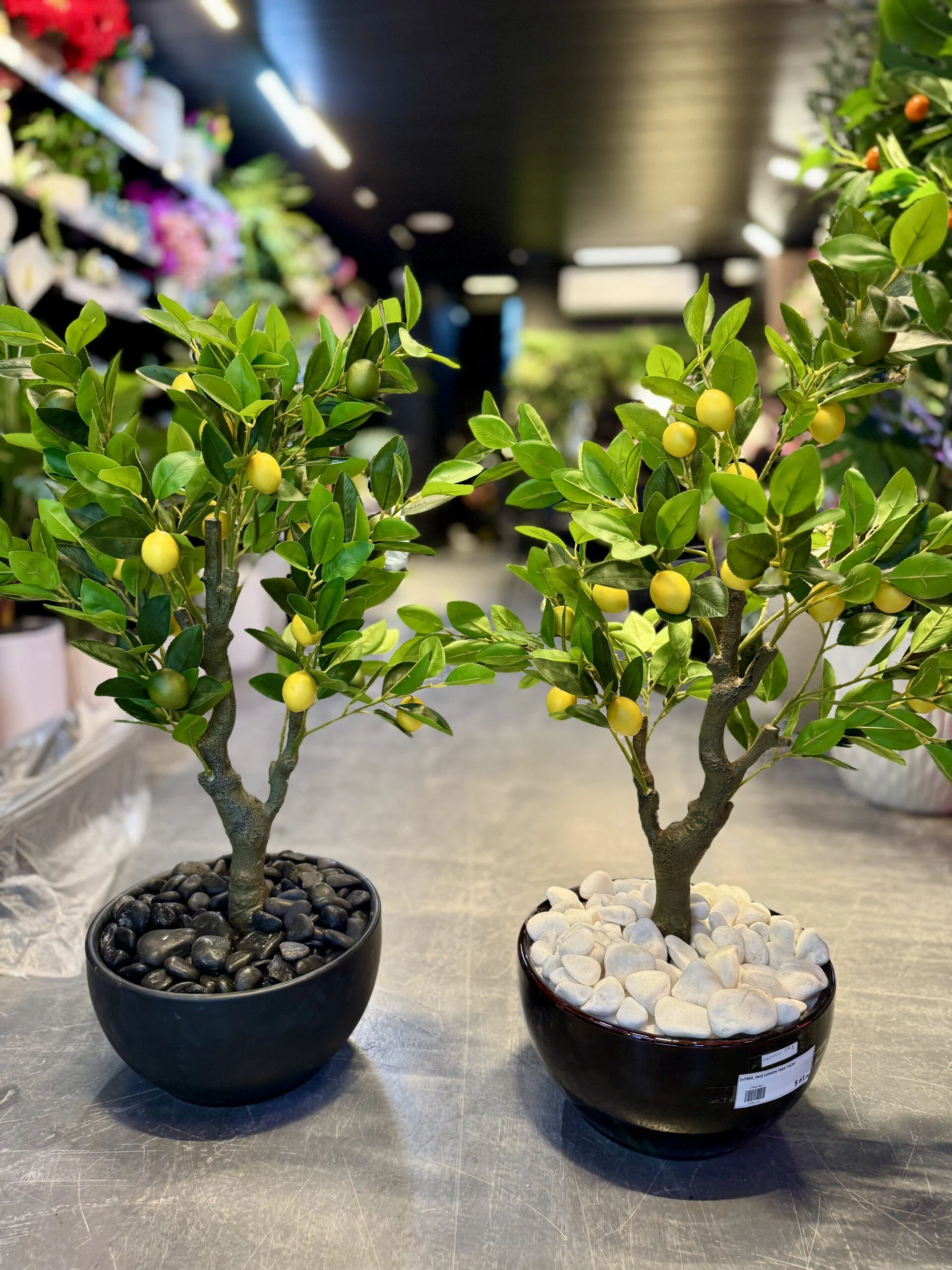 Citronnier Nain 90 cm