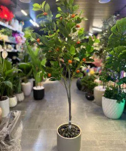 Kumquat 140 cm