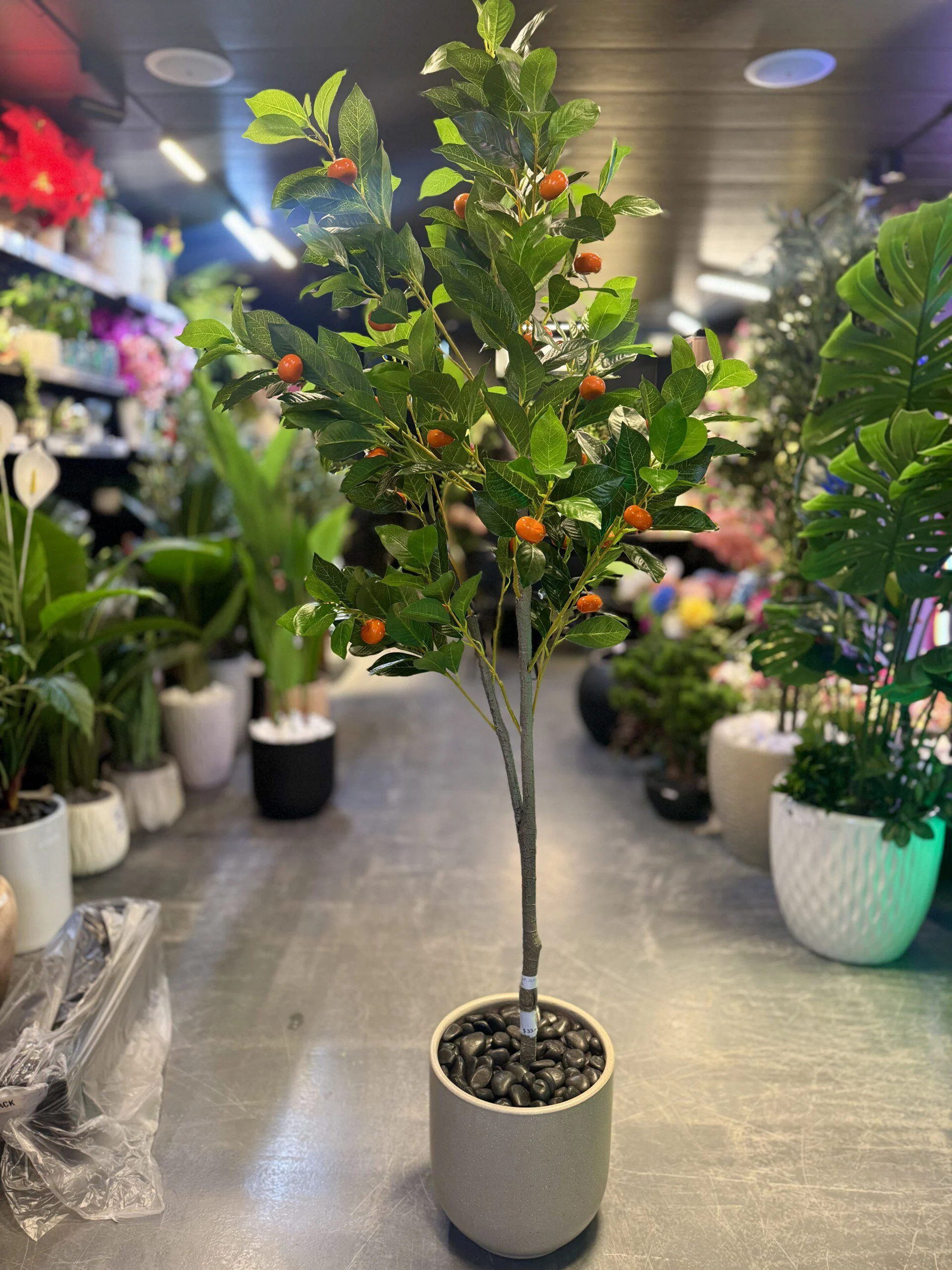 Kumquat 140 cm
