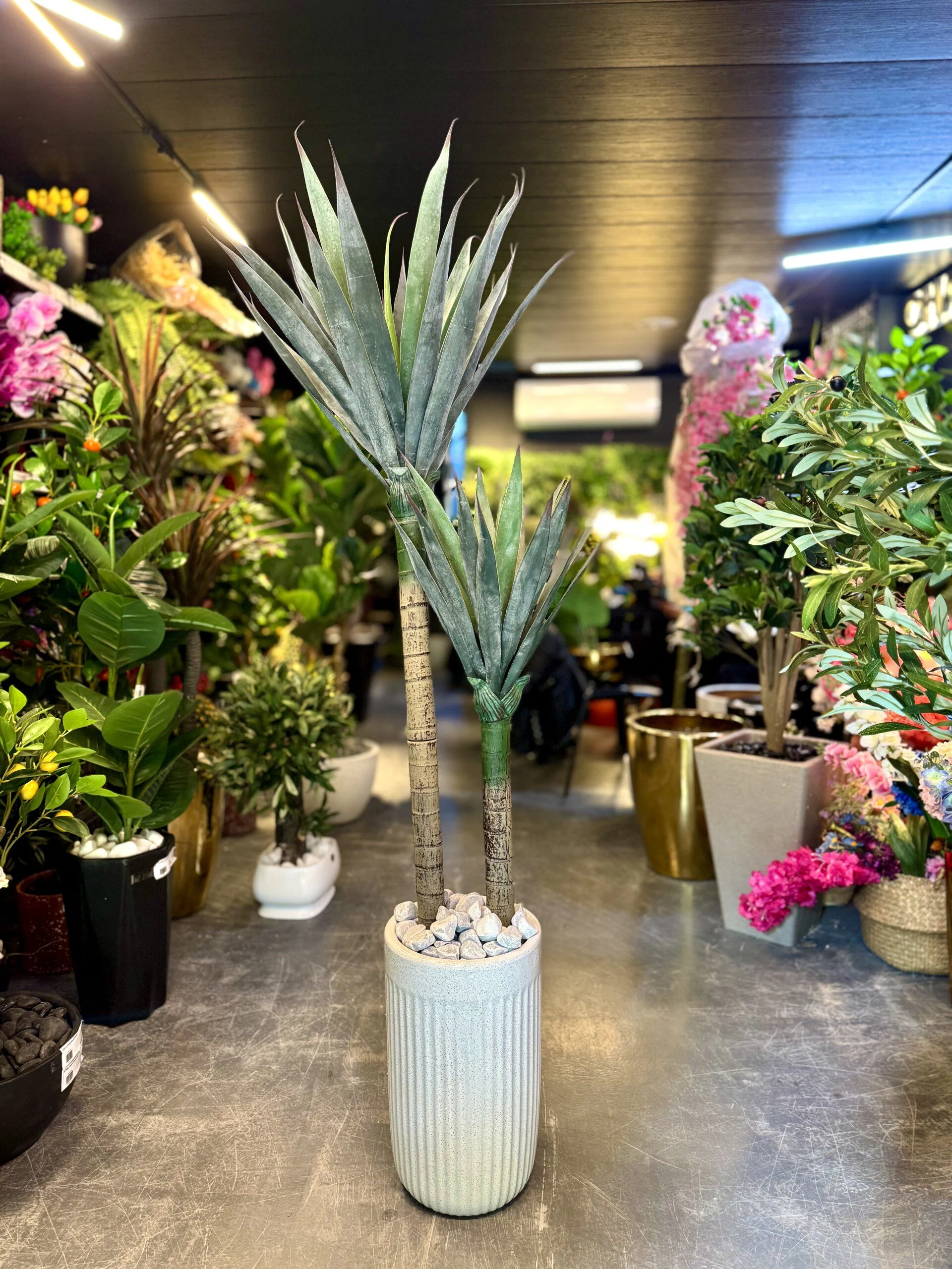 Palmier Yucca à 2 troncs 160 cm