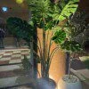 Monstera 180 cm