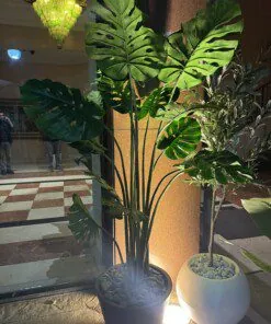 Monstera 180 cm